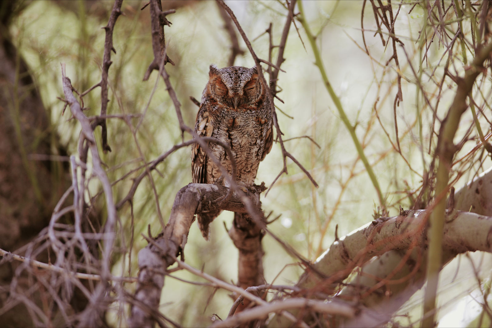 Flammulated Owl, Rare Siting in Phoenix Mountains Preserve