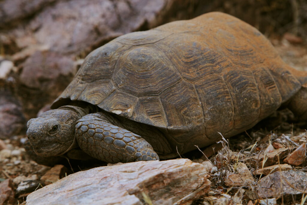 Chippie the Desert Tortoise by Joel Pearson