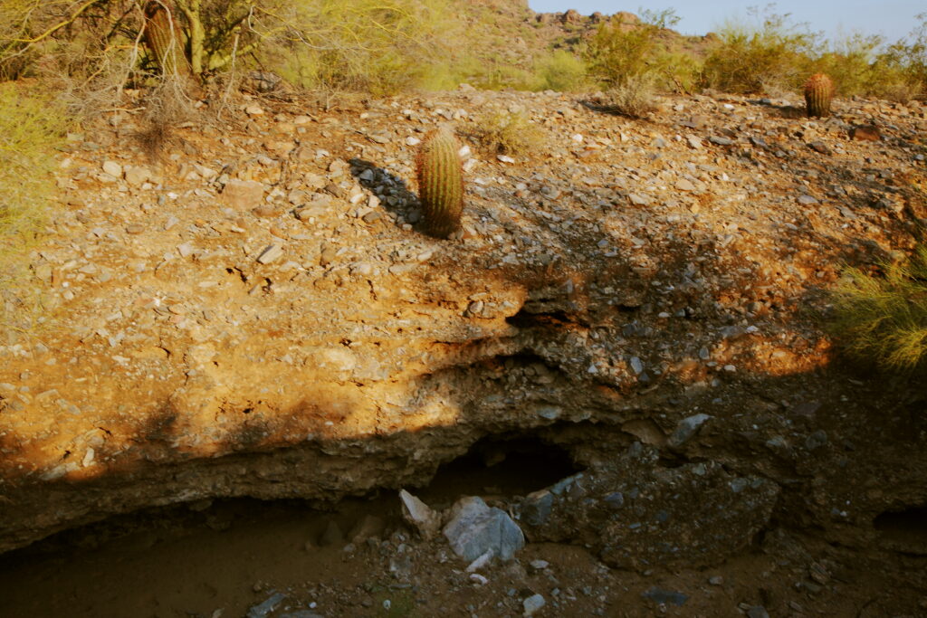 Desert Tortoise basin hiding place by Joel Pearson