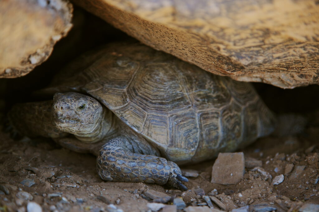 Kim the desert tortoise by Joel Pearson