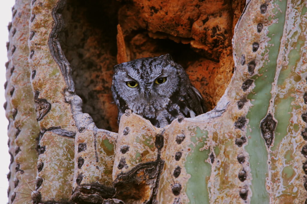 Western Screech Owl by Joel Pearson